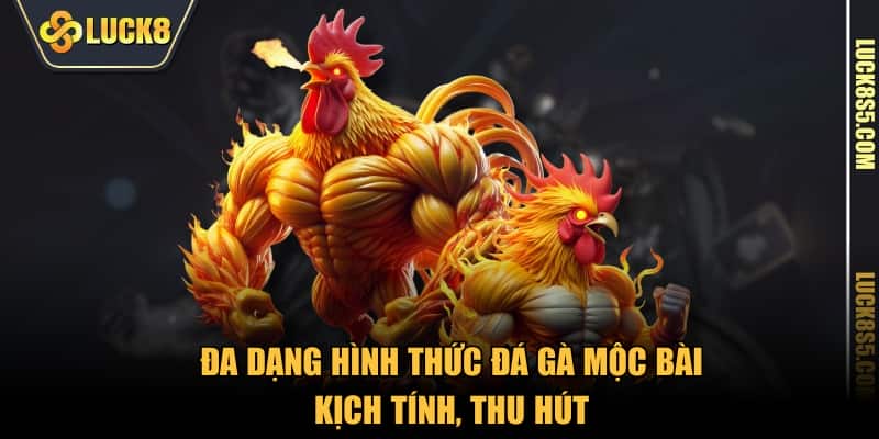Đa dạng hình thức Đá Gà Mộc Bài kịch tính, thu hút